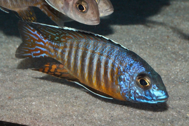 Aulonocara hueseri 'Likoma Island'